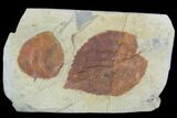 Two Fossil Leaves (Beringiaphyllum, Zizyphoides) - Montana #102285-1
